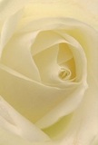 Drawn into the tender spiral of this cream-white rose, you're invited to experience the flower's serene intimacy-as gentle and enveloping as a quiet walk through Dartford's picturesque gardens at sunrise. Each petal softly unfurls, its delicate edges shimmering faintly, every fold shaped with extraordinary precision by skilled local florists. The interplay of light and shadow reveals understated drama and quiet depth, while the bloom's luminous core radiates peace-a perfect tribute for sympathy, admiration, or a significant new beginning for a loved one. The atmosphere suggests calm, reflective moments-perhaps a pause on Priory Road or a thoughtful visit to Central Park. The imagined scent hangs subtly in the air, sweet and pure, capturing the grace and vulnerability of the rose. Every curve is an emblem of the care, artistry, and emotion that Dartford's floral tradition brings to every cherished arrangement.